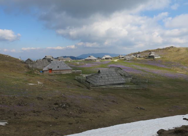 Silva in Dingo na Veliki planini, 11.04.2016 - foto