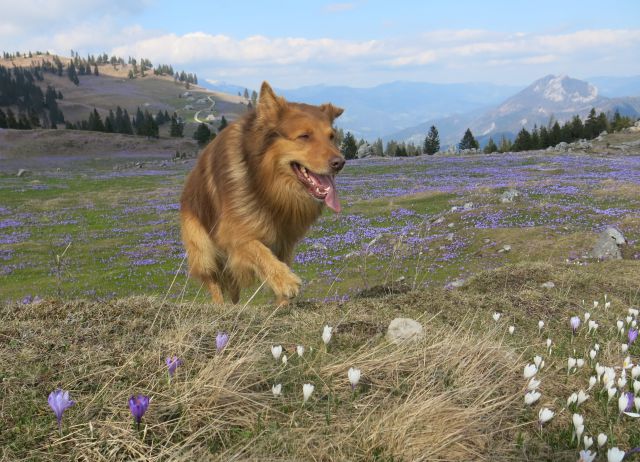 Silva in Dingo na Veliki planini, 11.04.2016 - foto