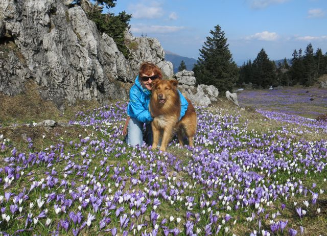 Silva in Dingo na Veliki planini, 11.04.2016 - foto