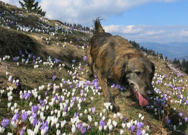 Silva in Dingo na Veliki planini, 11.04.2016 - foto