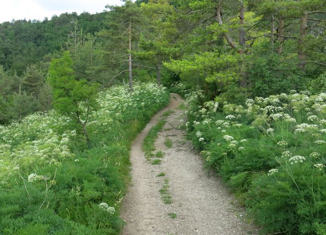 Polhograjsko cvetje  11.06.2016 - foto
