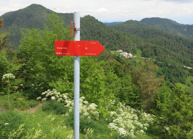 Polhograjsko cvetje  11.06.2016 - foto