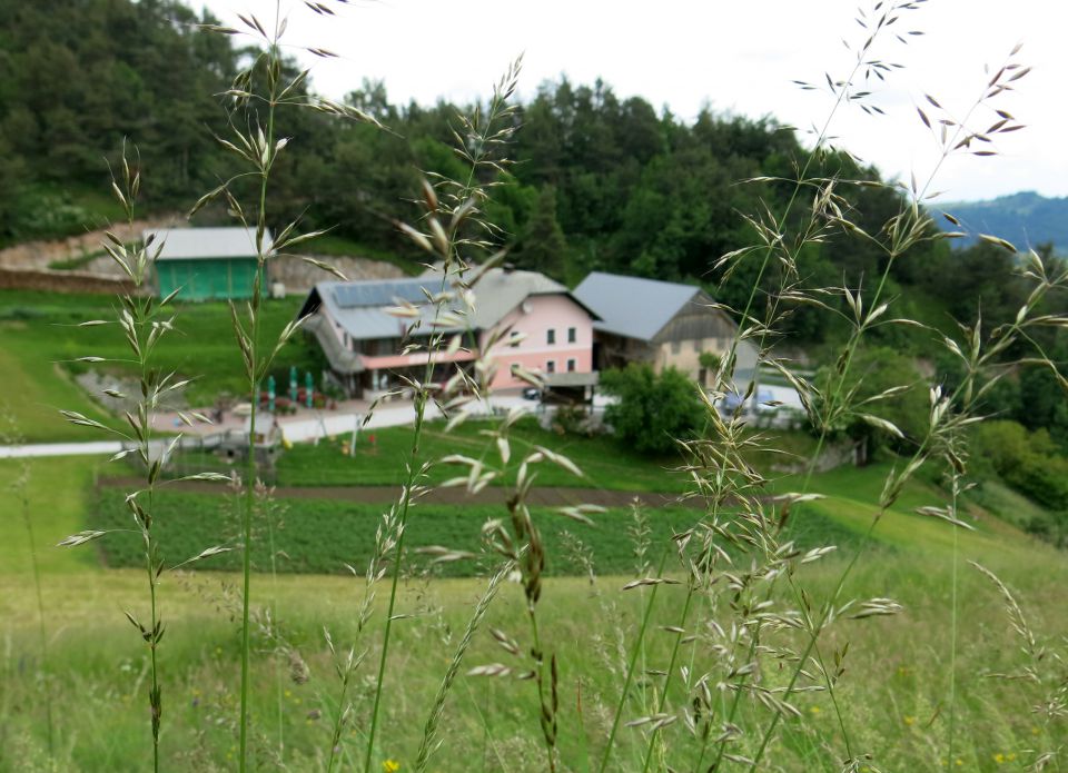 Polhograjsko cvetje  11.06.2016 - foto povečava