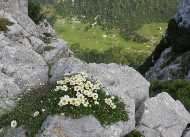 Jež, Koren, Kompotelo in Košutno   25.06.2016 - foto