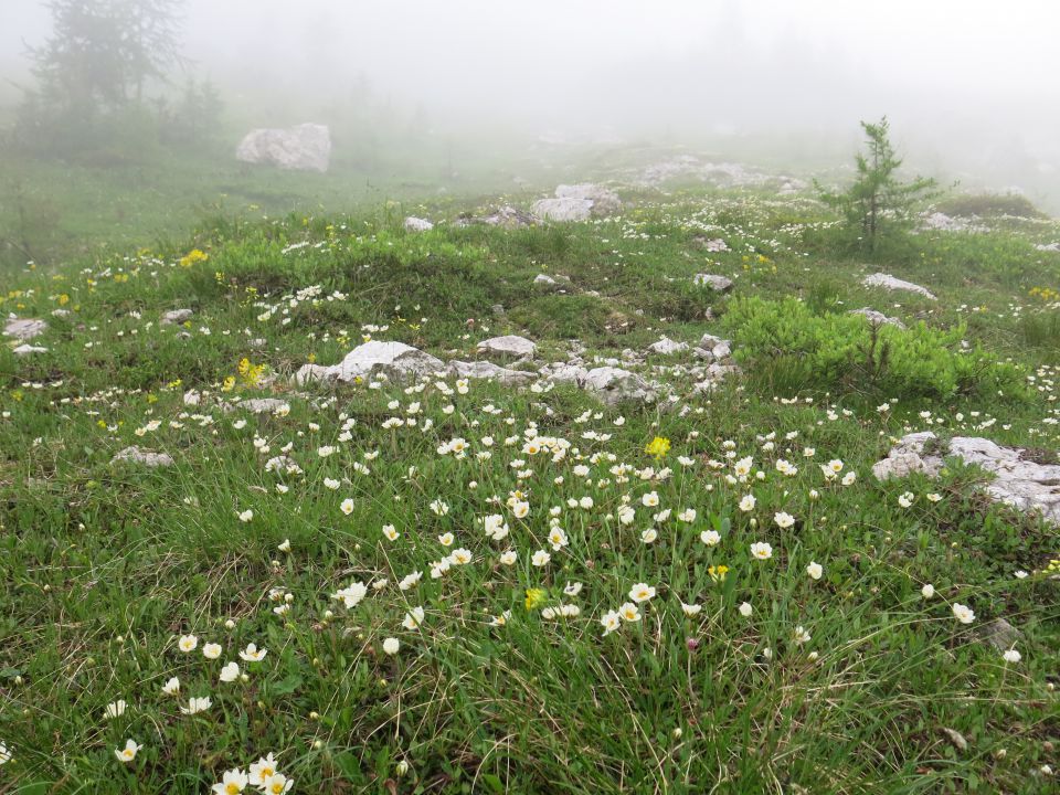 Koštrunovec,  7.7.2016 - foto povečava