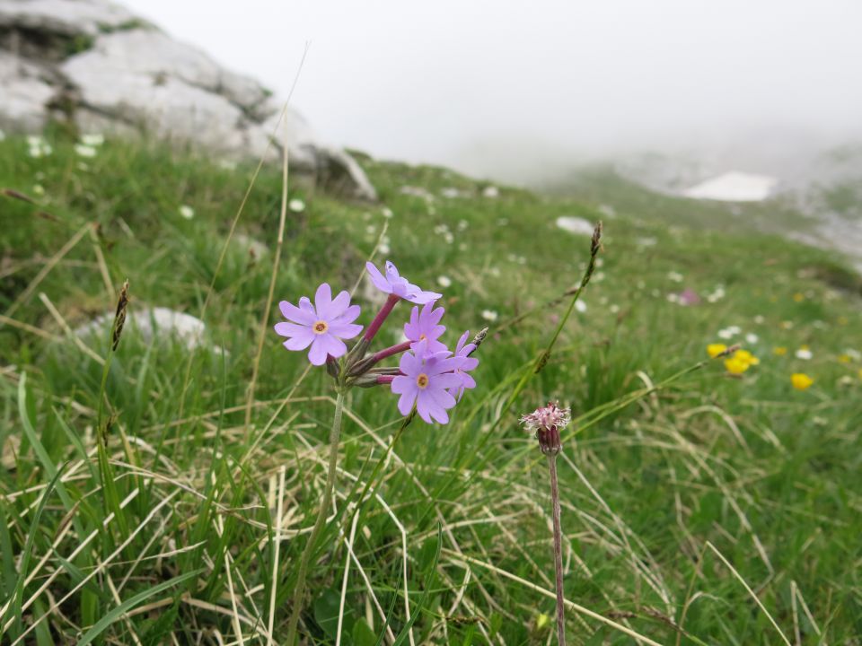 Koštrunovec,  7.7.2016 - foto povečava