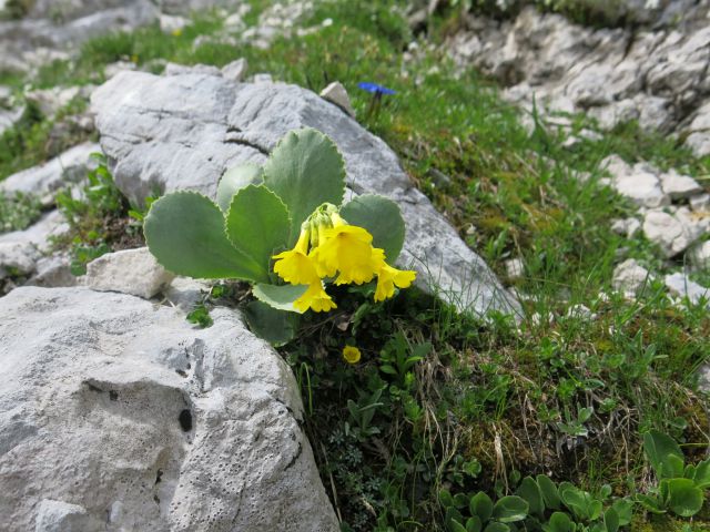 Škednjovec  8.7.2016 - foto