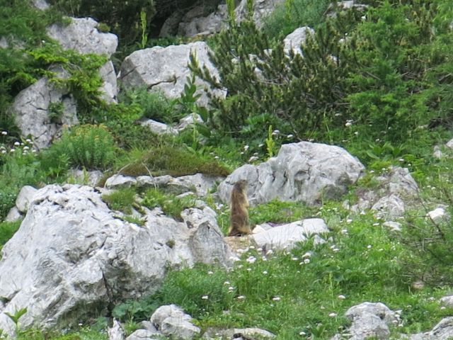 Škednjovec  8.7.2016 - foto