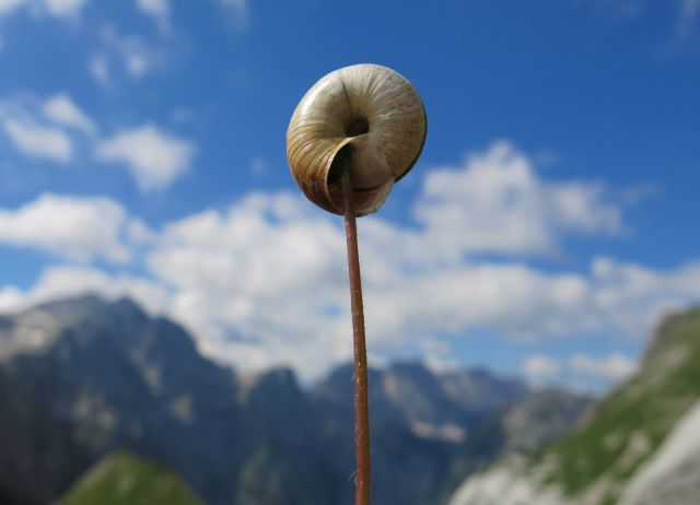 Bovški Gamsovec  19.07.2016 - foto