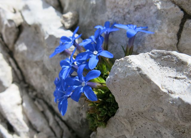 Bovški Gamsovec  19.07.2016 - foto