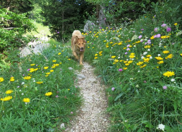 Dingo na Kosmatem vrhu, 22. 07. 2016 - foto