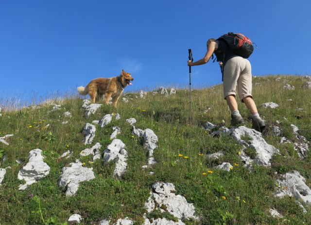 Dingo na Kosmatem vrhu, 22. 07. 2016 - foto