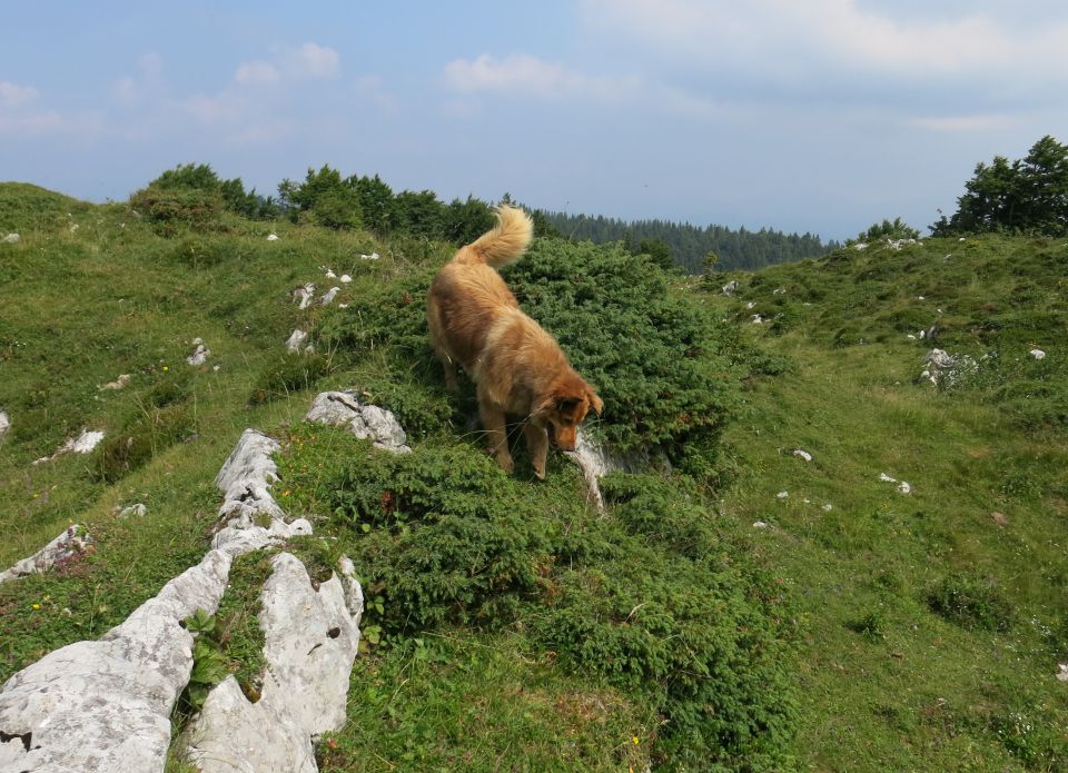 Dingo na Kosmatem vrhu, 22. 07. 2016 - foto povečava