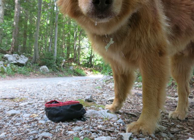 Dingo na Kosmatem vrhu, 22. 07. 2016 - foto