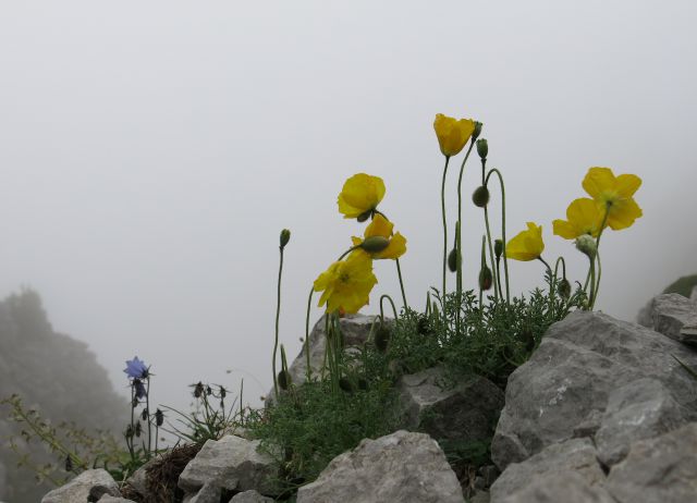 Storžič, 01.08.2016 - foto