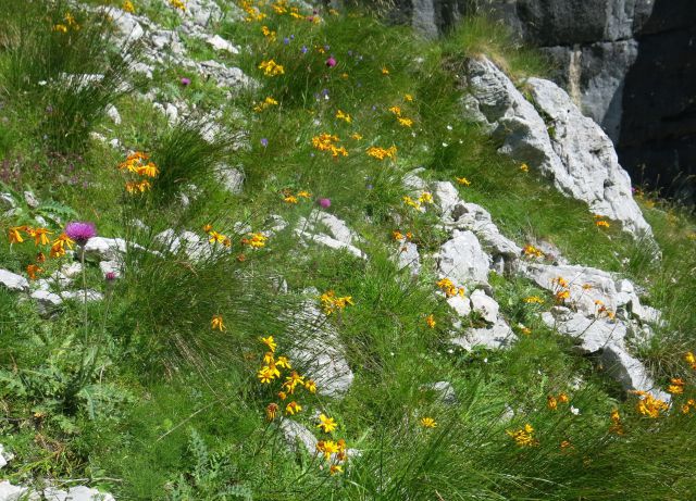 Tičarica pod Škrnatarico, 13.08.2016 - foto