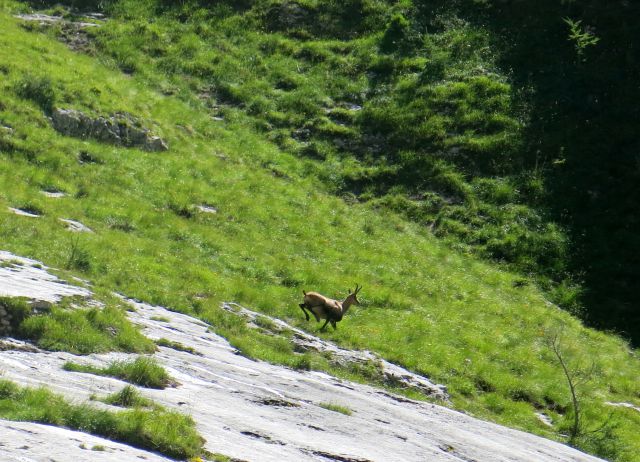 Tičarica pod Škrnatarico, 13.08.2016 - foto