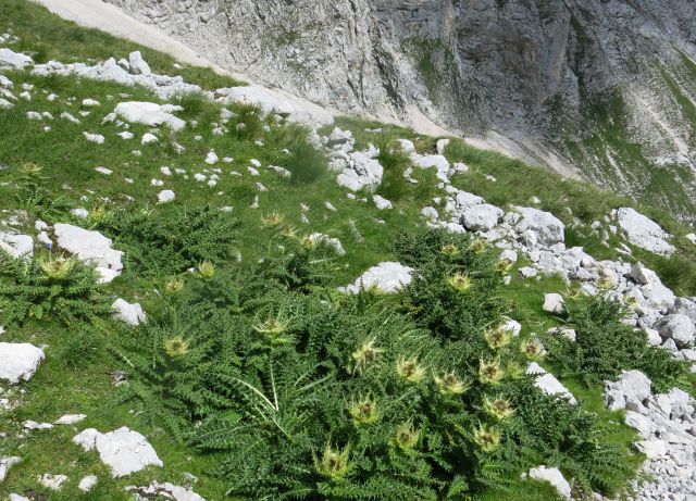 Tičarica pod Škrnatarico, 13.08.2016 - foto