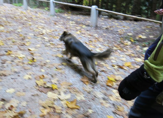 Ljubelj s Silvo, 23.10.2016 - foto