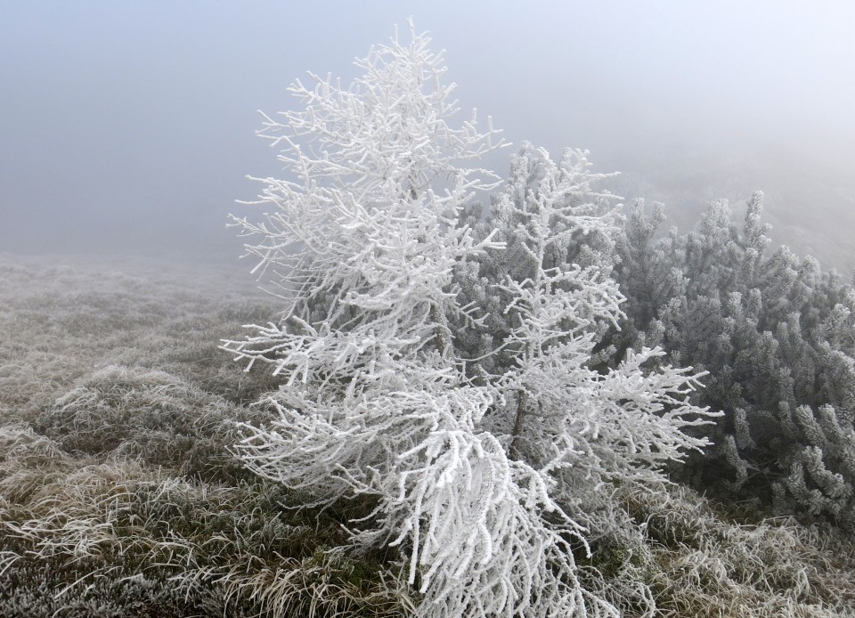 Šitna glava, 16.12.2016 - foto povečava