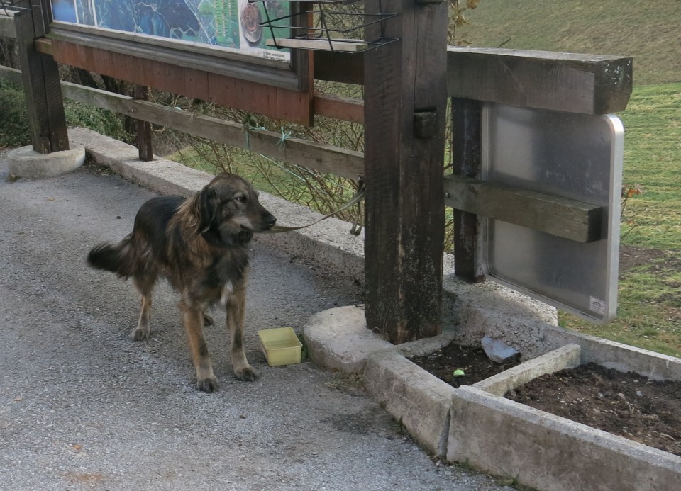 Siva na Gontah, 25.12.2016 - foto povečava