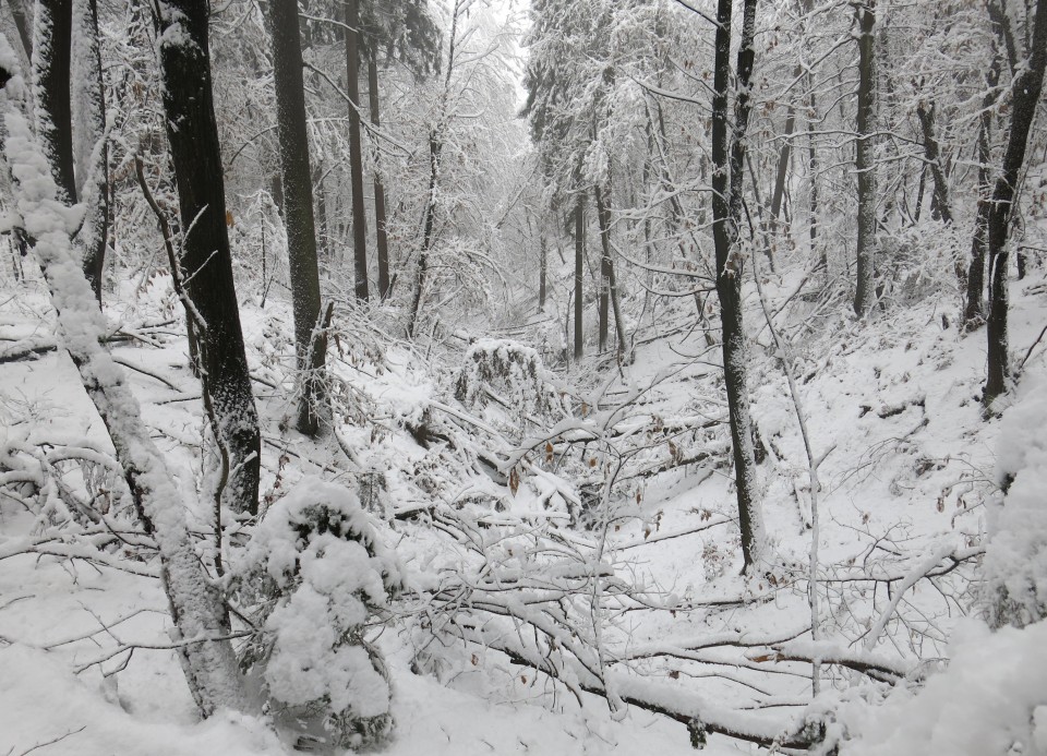 Golovec s Silvo, 14.01.2017 - foto povečava