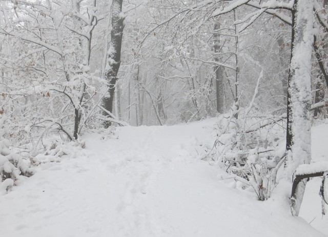 Golovec s Silvo, 14.01.2017 - foto