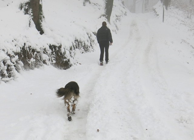 Golovec s Silvo, 14.01.2017 - foto