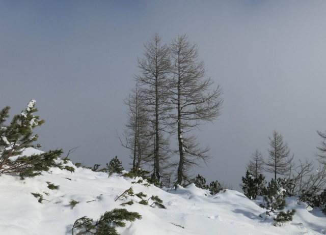 Viševnik nad meglo,  12.02.2017 - foto