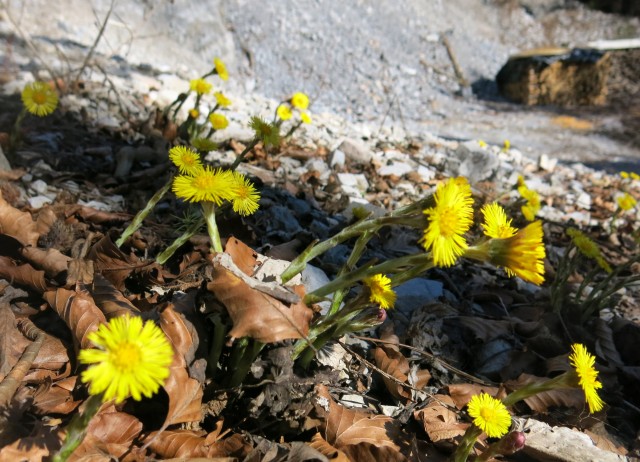 Polhograjska Grmada in Tošč, 08.03.2017 - foto