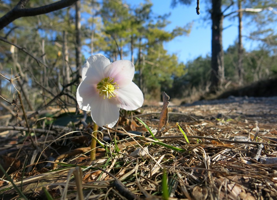 Polhograjska Grmada in Tošč, 08.03.2017 - foto povečava