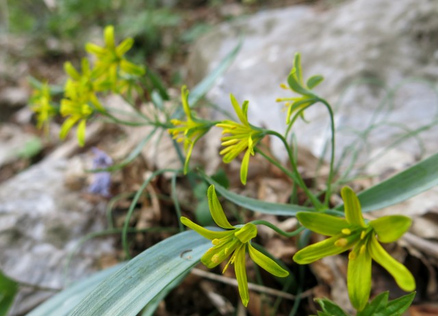 Lubnik, 21.03.2017 - foto