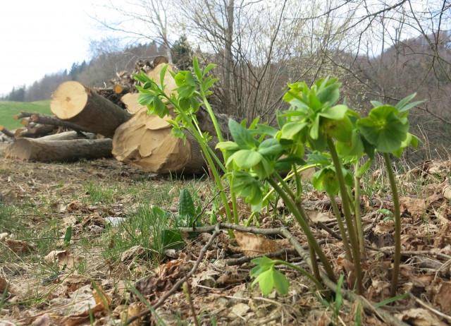 Lubnik, 21.03.2017 - foto