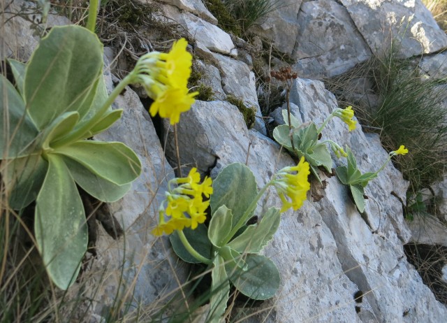 Gradiška tura,  29.03.2017 - foto