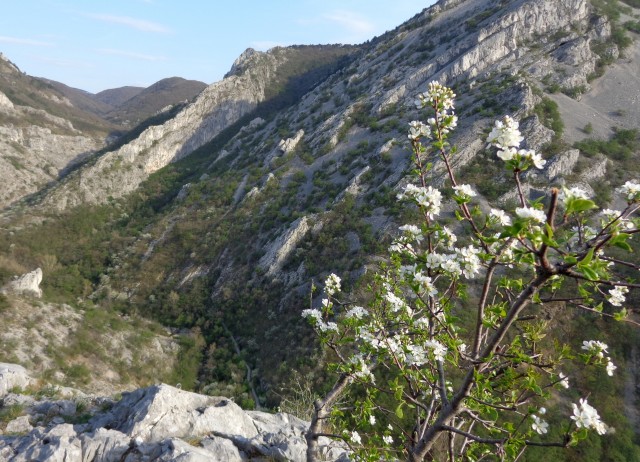 Glinščica - Muhova st., 01.04.2017 - foto