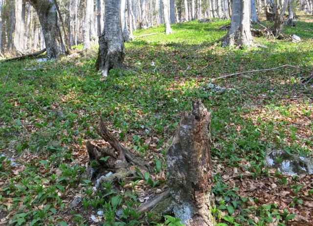Kališče,  04.04.2017 - foto