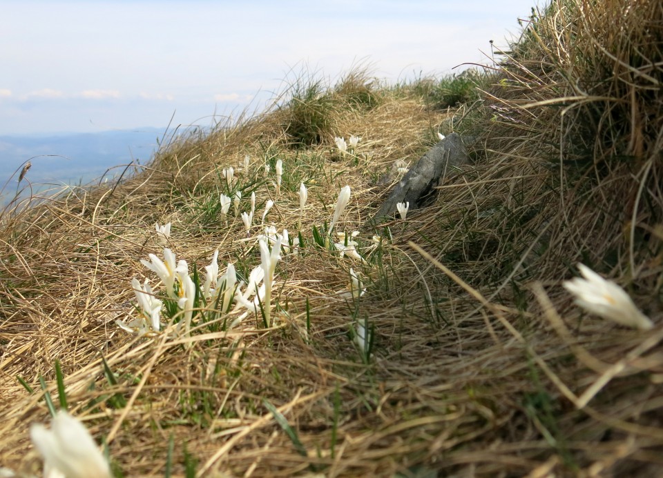 Nanos -čez drčo, 12.04.2017 - foto povečava