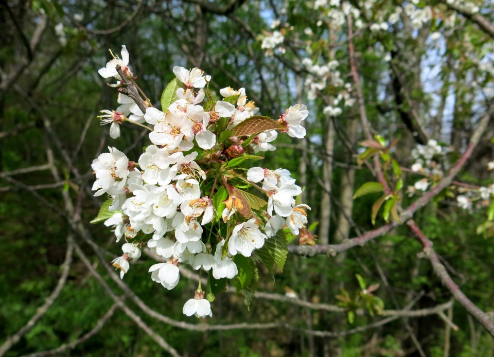 Nanos -čez drčo, 12.04.2017 - foto povečava