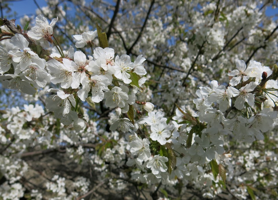 Nanos -čez drčo, 12.04.2017 - foto povečava