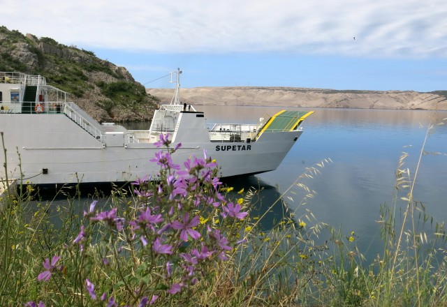 Pag in žajbelj v cvetju, 13.05.2017 - foto