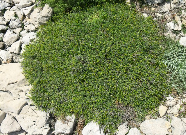 Pag in žajbelj v cvetju, 13.05.2017 - foto