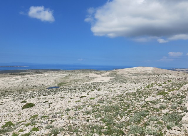 Pag in žajbelj v cvetju, 13.05.2017 - foto