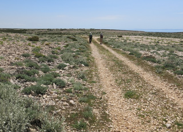 Pag in žajbelj v cvetju, 13.05.2017 - foto