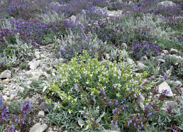 Pag in žajbelj v cvetju, 13.05.2017 - foto