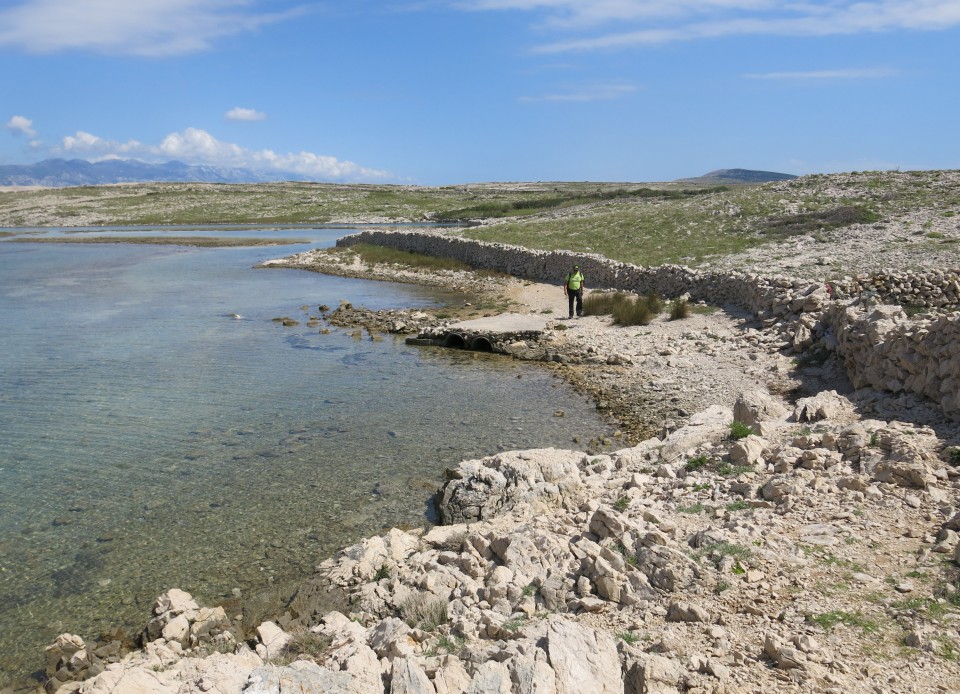 Pag in žajbelj v cvetju, 13.05.2017 - foto povečava