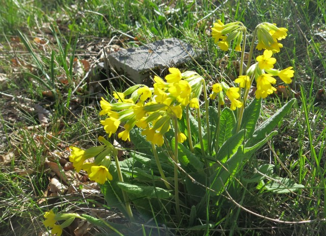 Zečjak 1622m - S. Velebit, 14.05.2017 - foto