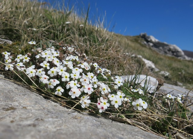 Zečjak 1622m - S. Velebit, 14.05.2017 - foto