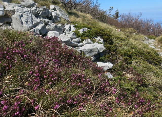 Zečjak 1622m - S. Velebit, 14.05.2017 - foto