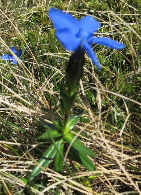 Zečjak 1622m - S. Velebit, 14.05.2017 - foto