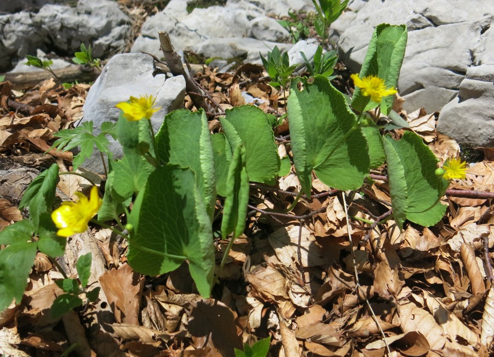 Zečjak 1622m - S. Velebit, 14.05.2017 - foto povečava